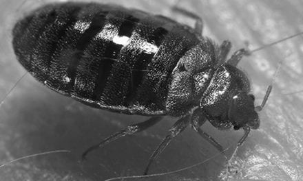 don’t let the bedbugs bite by John Reinhart