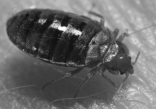 don’t let the bedbugs bite by John Reinhart