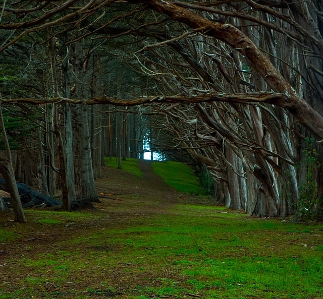 Among the Cypress Trees by Edmund Stone