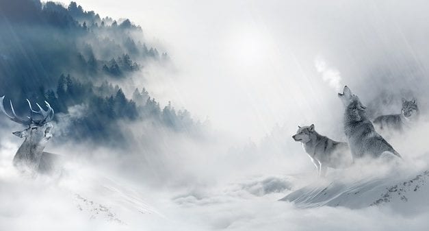 All the Wolves Are Coming to Dinner by Terry Miller