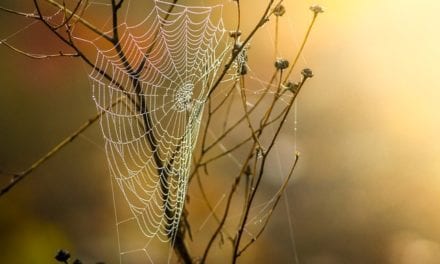 Last September’s Cobwebs by Scott J. Couturier