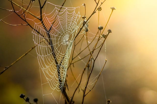 Last September’s Cobwebs by Scott J. Couturier
