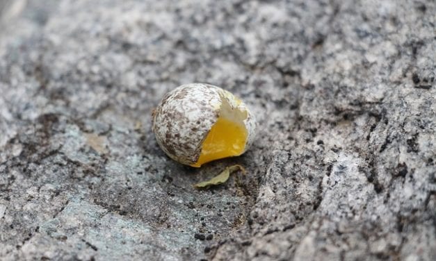 Untitled by Simon Perchik