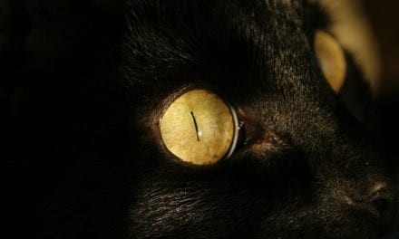 Fed by Matthew F. Amati