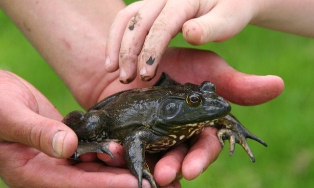 Where the Bullfrogs Gather by James Pack
