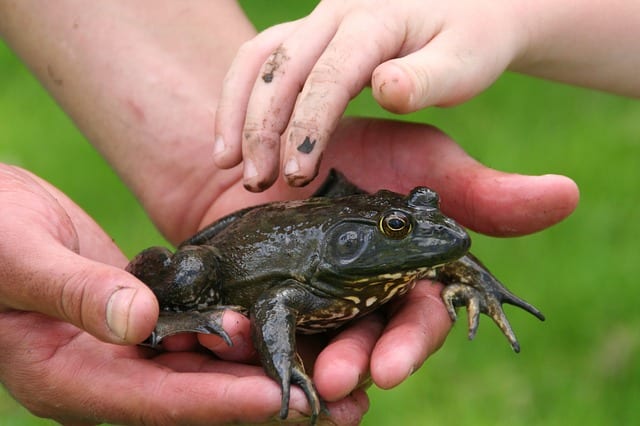Where the Bullfrogs Gather by James Pack