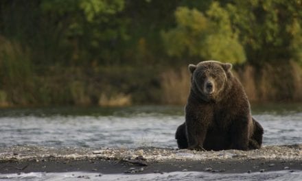 Tribute to Timothy Treadwell by Angela Dowdy