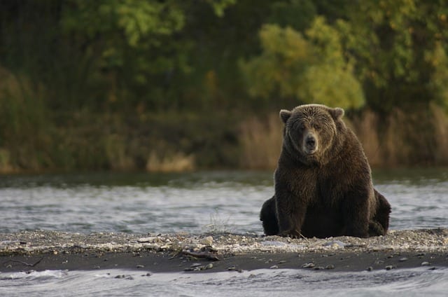 Tribute to Timothy Treadwell by Angela Dowdy