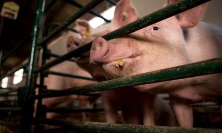 Thou Art but Swine by Terry Miller
