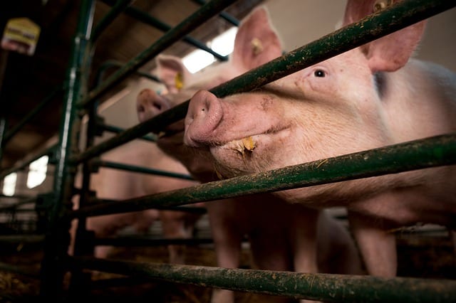 Thou Art but Swine by Terry Miller
