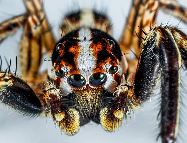 Arachnophobia by CL Bledsoe