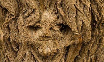 Hide and Seek by Shannon Thompson