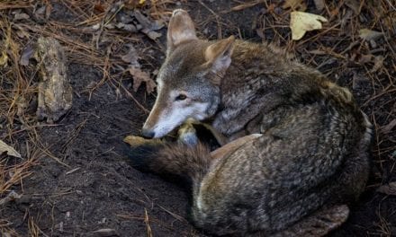 The Pack by Richard Beauchamp