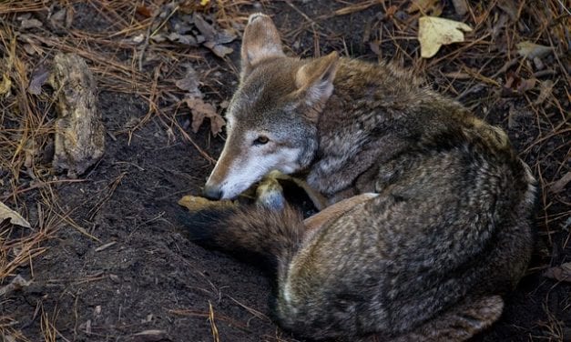 The Pack by Richard Beauchamp