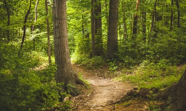 The Path by Jeff Dosser