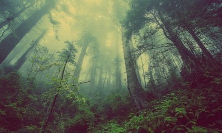 A Forest Quickening by Christine M Offutt