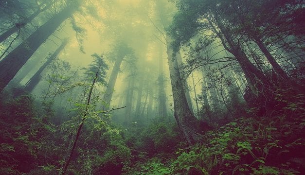 A Forest Quickening by Christine M Offutt