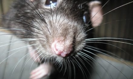 The Rat by Kemal Onor