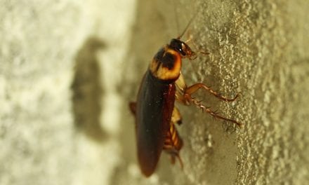 Bedbug by Luke Foster