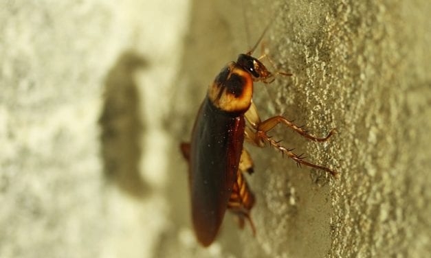 Bedbug by Luke Foster